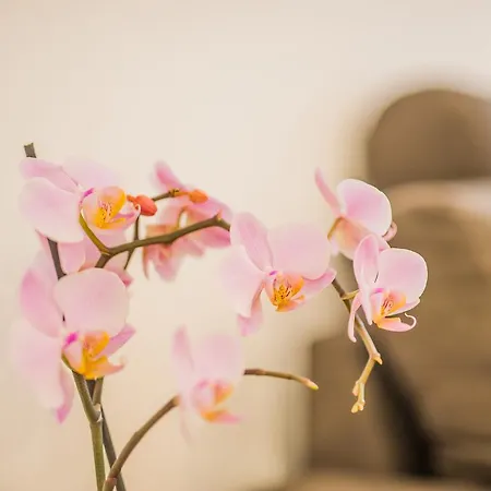 Seasons Studio Garden Апартаменти